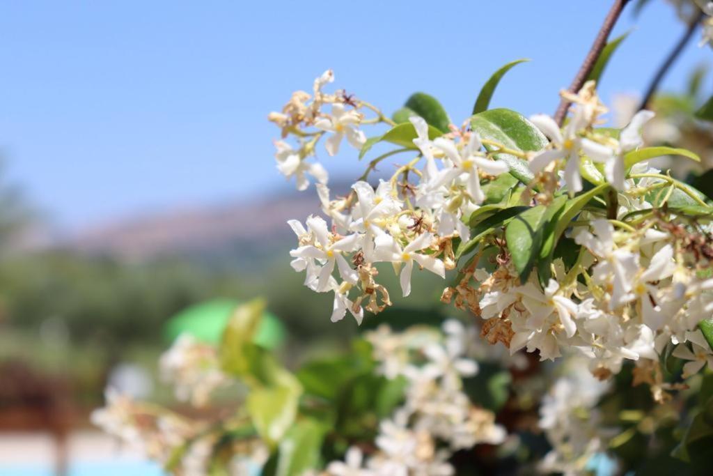 ريفيوتورتو Agriturismo Il Casale Di Monica المظهر الخارجي الصورة
